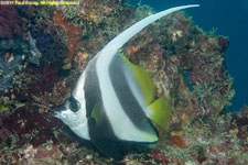 bannerfish