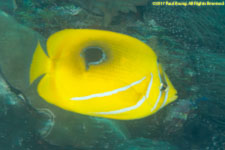 butterflyfish