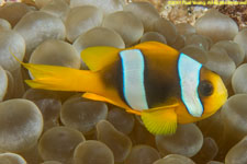 clownfish