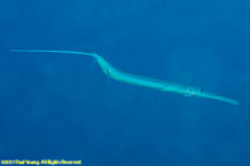 cornetfish