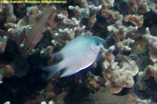 damselfish