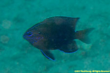 damselfish