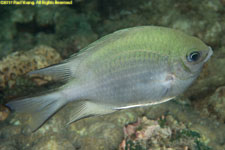 damselfish