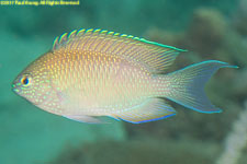 damselfish