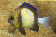 damselfish