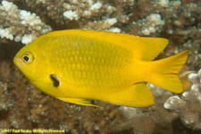 damselfish