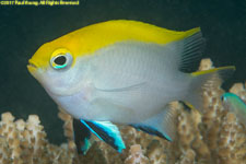 damselfish