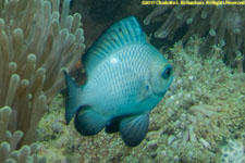 damselfish