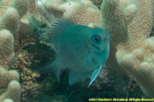 damselfish