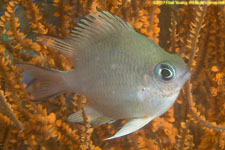 damselfish