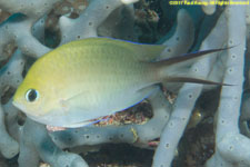 damselfish