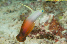 firegoby