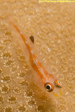 goby