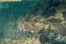 grouper