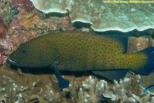 grouper