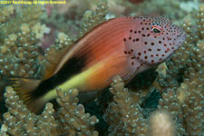 hawkfish