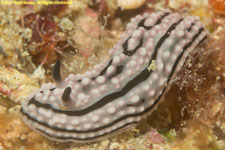 nudibranch