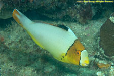 parrotfish