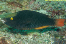 parrotfish