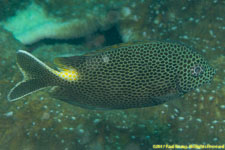 rabbitfish