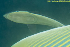 remora