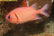 soldierfish