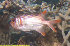 soldierfish