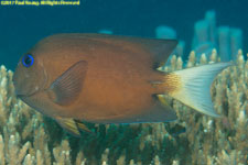 surgeonfish