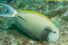 surgeonfish