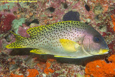 sweetlips