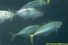 trevally