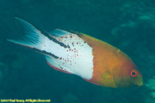 wrasse