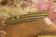 wrasse