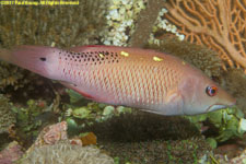 wrasse