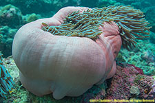 giant anemone
