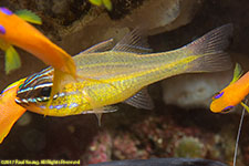 cardinalfish