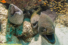 several moray eels