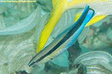 cleaner wrasse