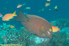 aurgeonfish
