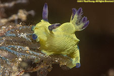 nudibranch