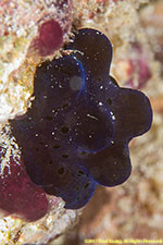 sponge snail