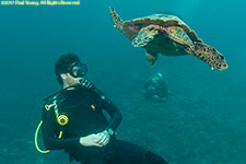 turtle and divers