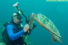 turtle and photographer