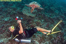 photographer and turtle