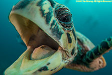 turtle biting dome port