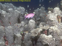 male anthias