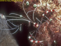 banded coral shrimp