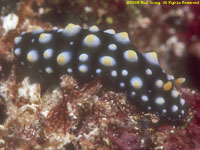 nudibranch Phyllidia sp.