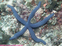 blue sea star