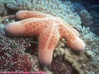 Tonga sea star